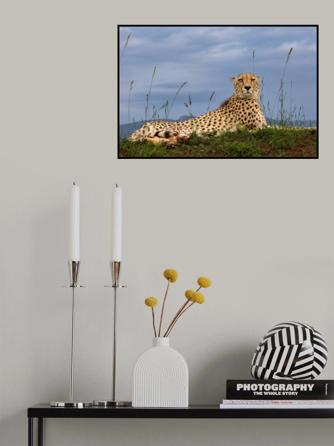 Cheetah Poster och Canvastavla
