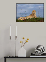 Cheetah Poster och Canvastavla
