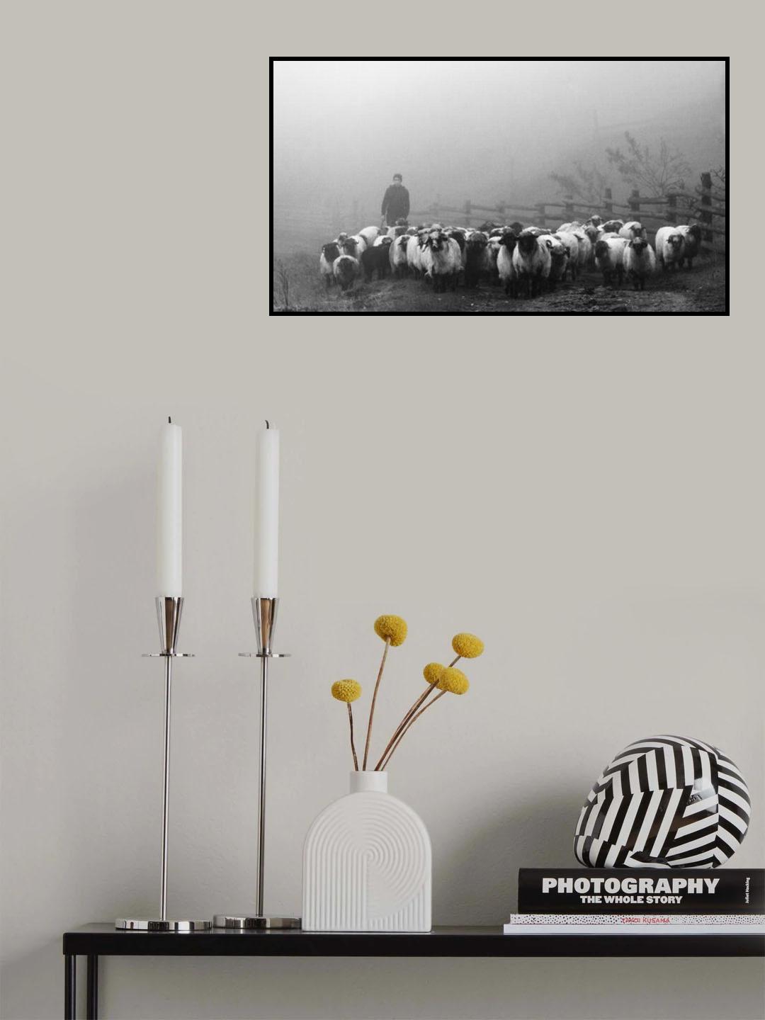 Transhumance Poster och Canvastavla