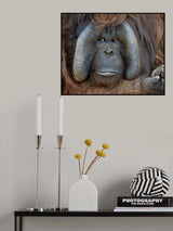 Male Orangutan China Poster och Canvastavla