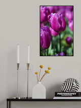purple tulip Poster och Canvastavla