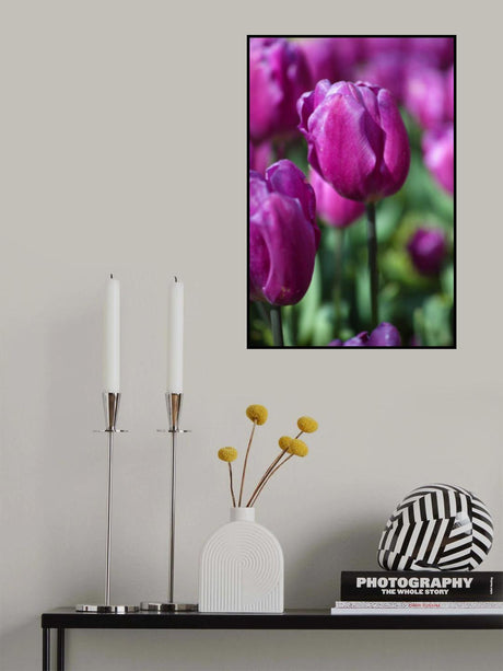 purple tulip Poster och Canvastavla
