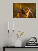 Lanius collurio Poster och Canvastavla