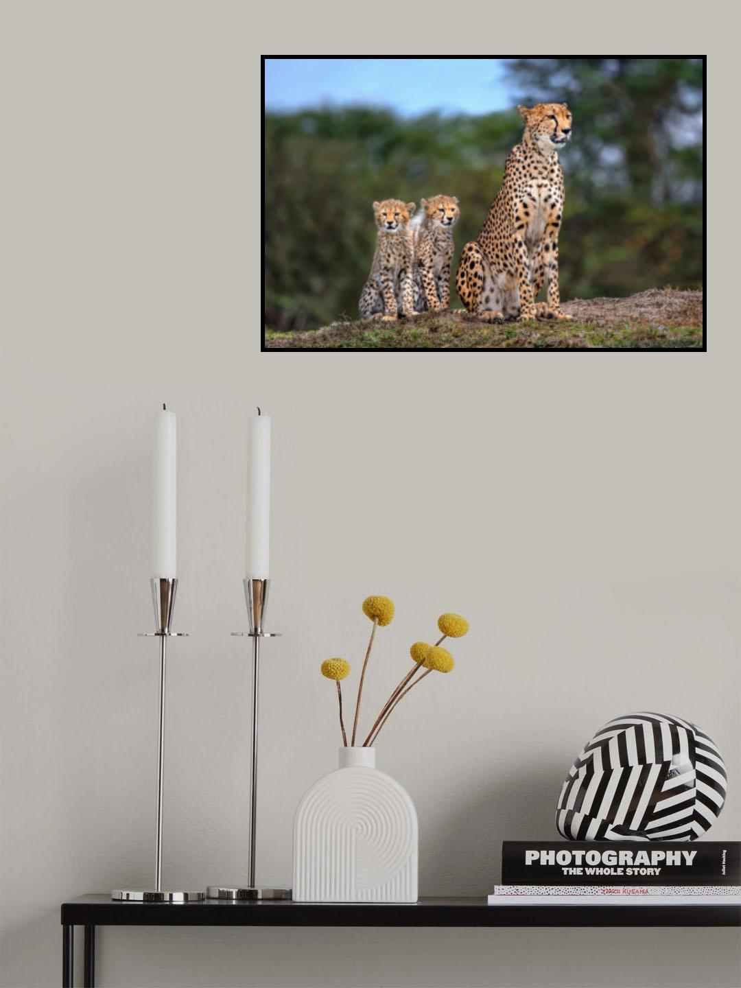 Cheetah family Poster och Canvastavla