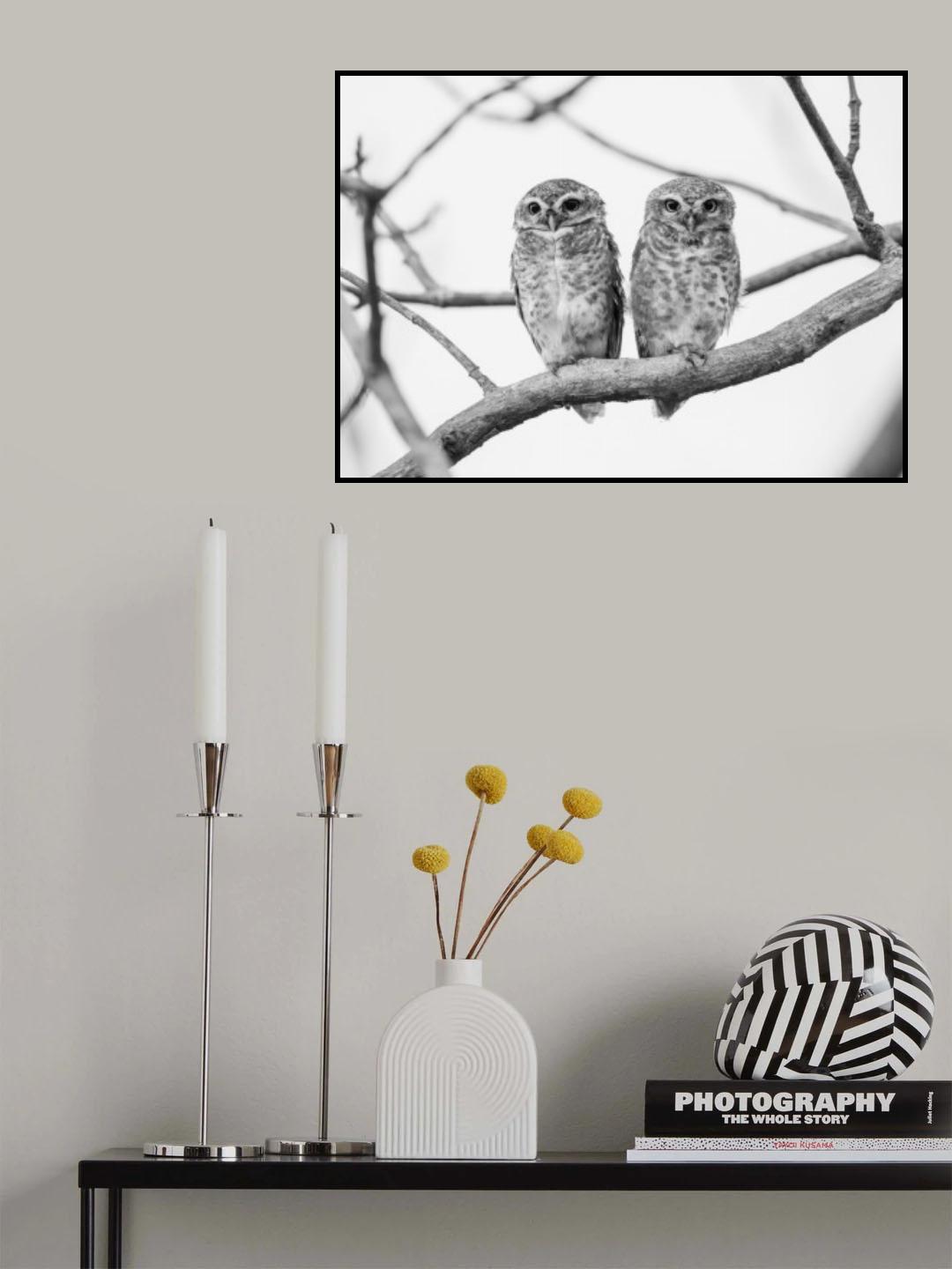 A tale of two owlets Poster och Canvastavla