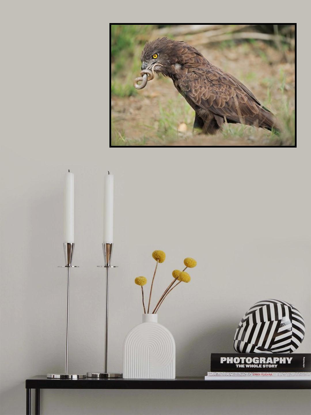 The snake and the eagle Poster och Canvastavla