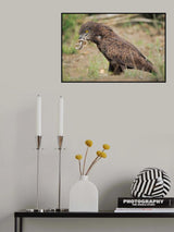The snake and the eagle Poster och Canvastavla