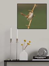 A Beak and Thorns! Poster och Canvastavla