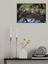 Sleep in the sunlight Poster och Canvastavla