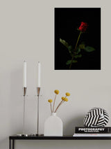 red rose isolated on black background Poster och Canvastavla