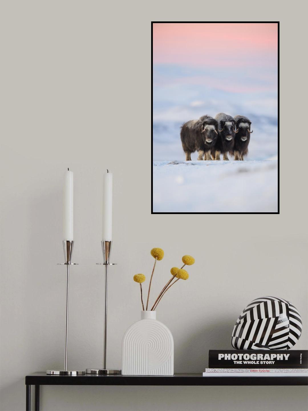 Muskox Poster och Canvastavla
