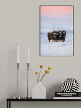 Muskox Poster och Canvastavla