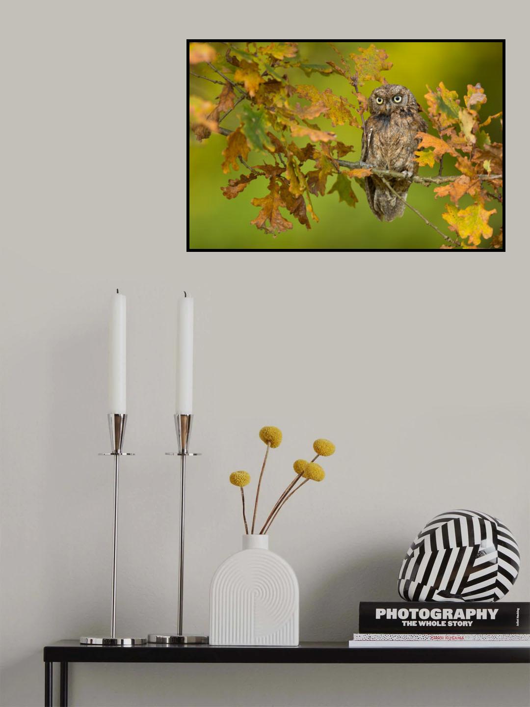 Eurasian scops owl Poster och Canvastavla