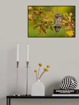 Eurasian scops owl Poster och Canvastavla