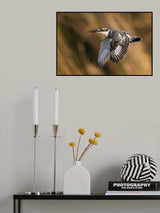 Pied Kingfisher Poster och Canvastavla