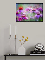 Cone Flowers in the morning light Poster och Canvastavla