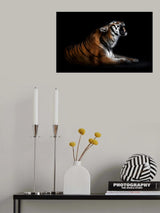 Tiger portrait Poster och Canvastavla