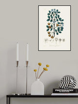 Guaiacwood (guaiacum Officinale) Medical Botany Poster och Canvastavla