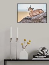 Bored by Flies! Poster och Canvastavla