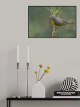 Nashville warbler Poster och Canvastavla