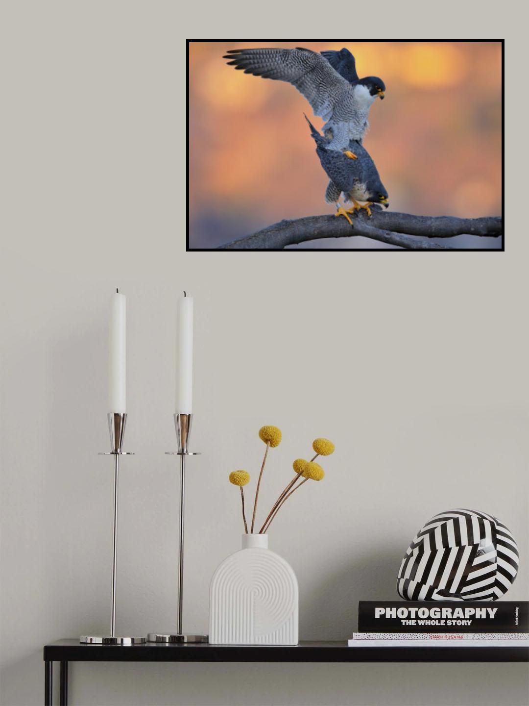 Peregrine Falcon Poster och Canvastavla