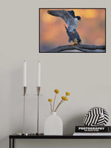 Peregrine Falcon Poster och Canvastavla