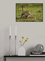 Leopard Surprise Poster och Canvastavla