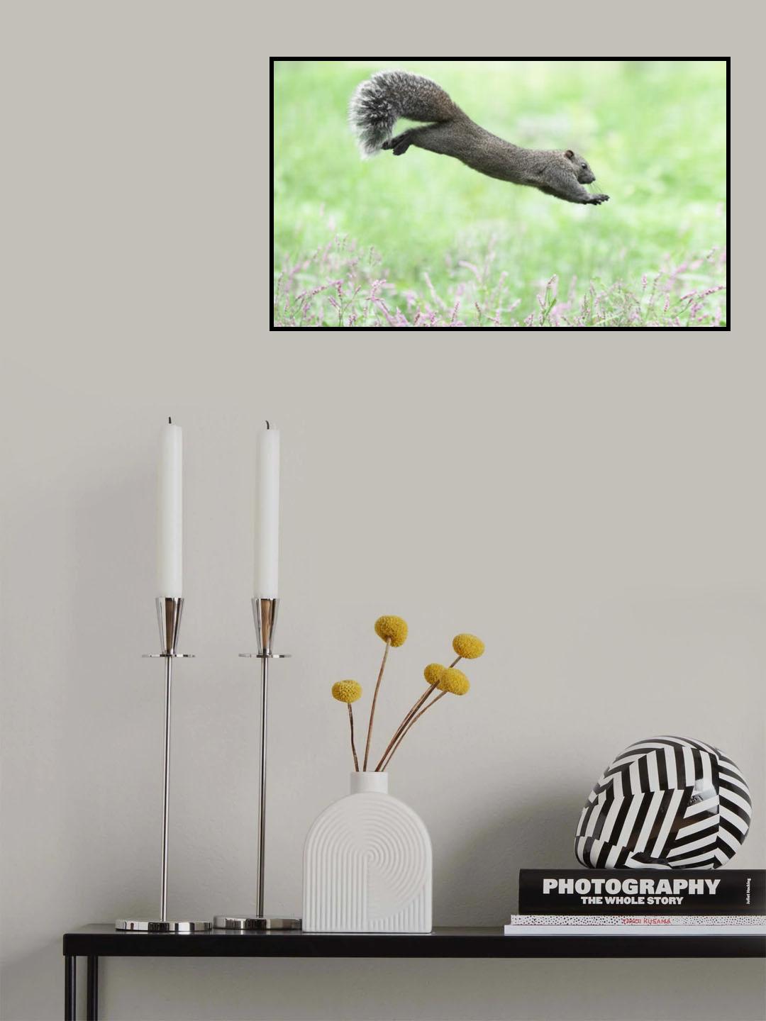 Jumping squirrel Poster och Canvastavla