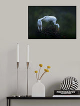 The spring story (5) Poster och Canvastavla