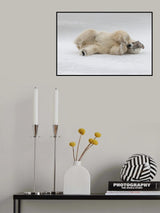 Shy Bear Poster och Canvastavla
