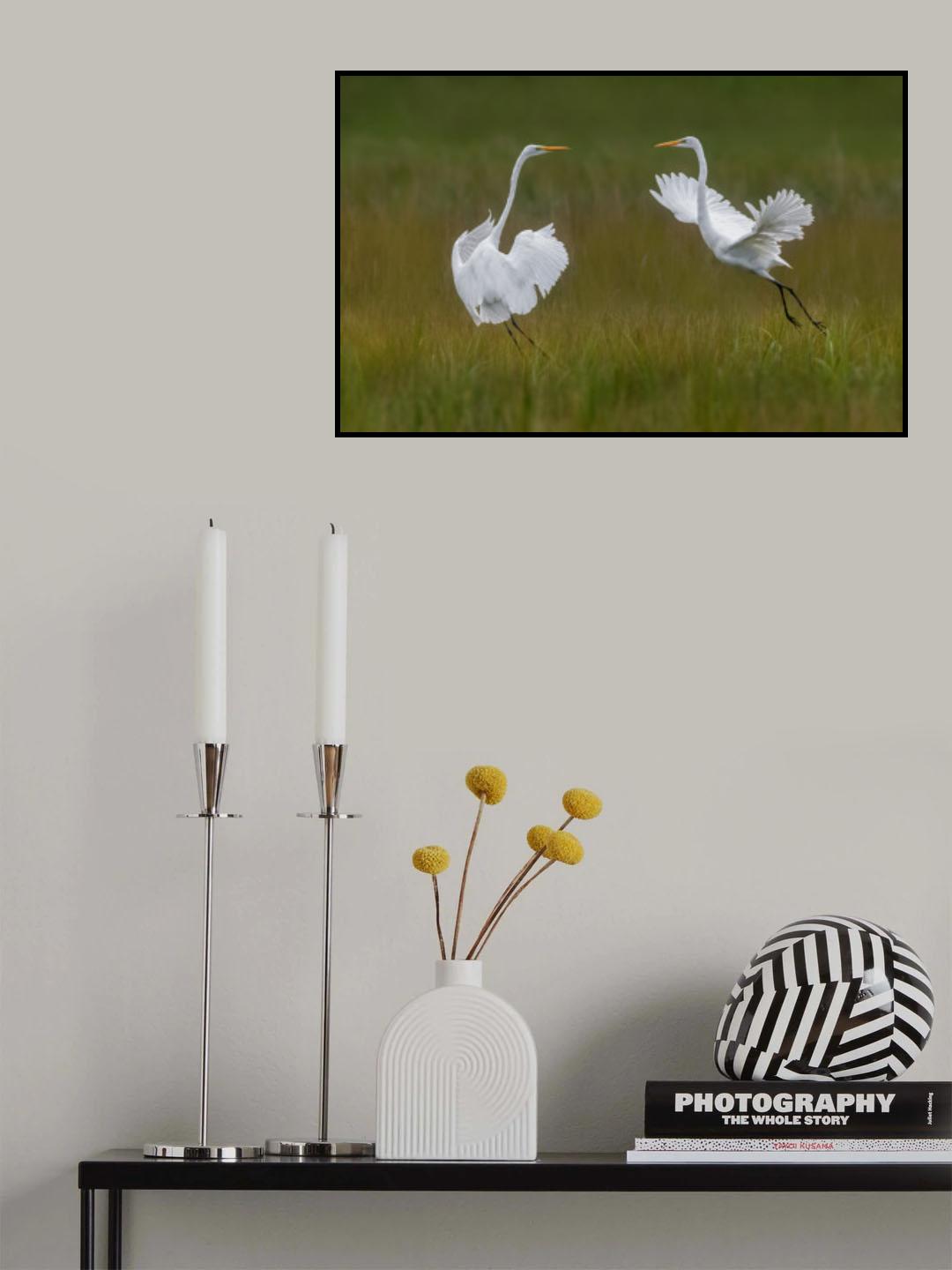 Great egrets Poster och Canvastavla