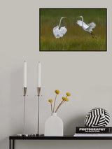 Great egrets Poster och Canvastavla