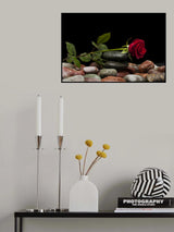 red rose Poster och Canvastavla
