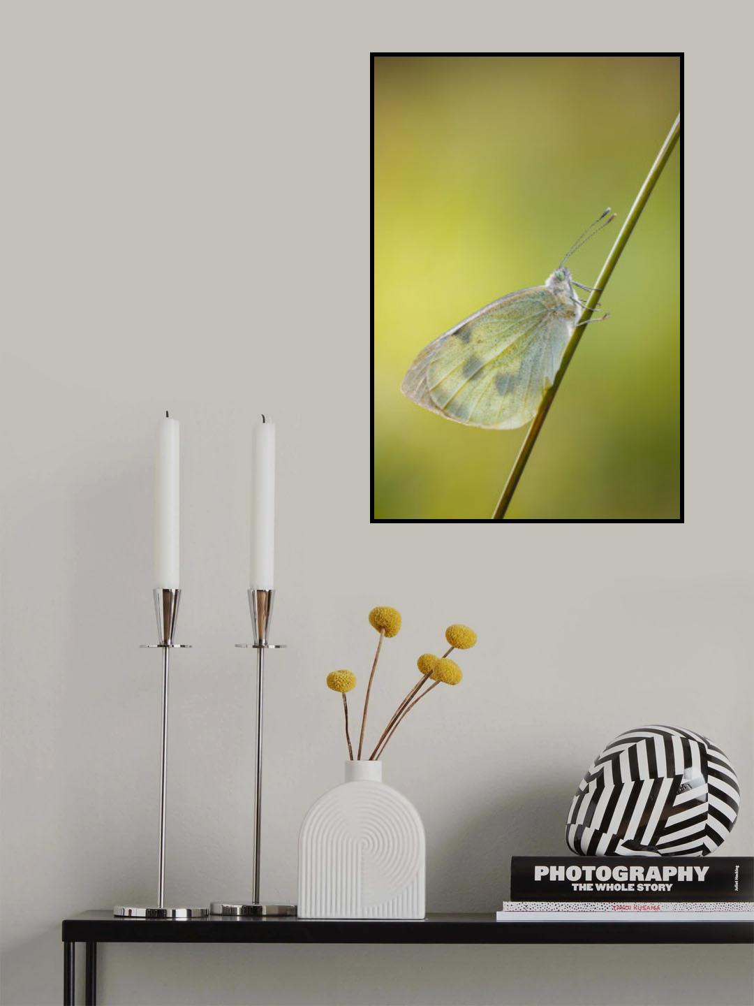 Cabbage white on a straw Poster och Canvastavla