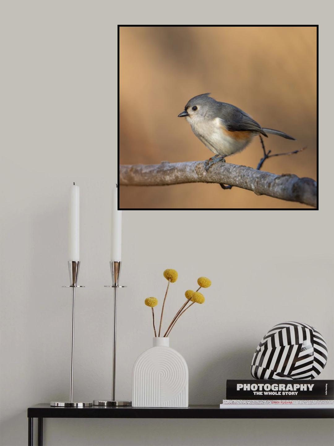 Tufted titmouse Poster och Canvastavla