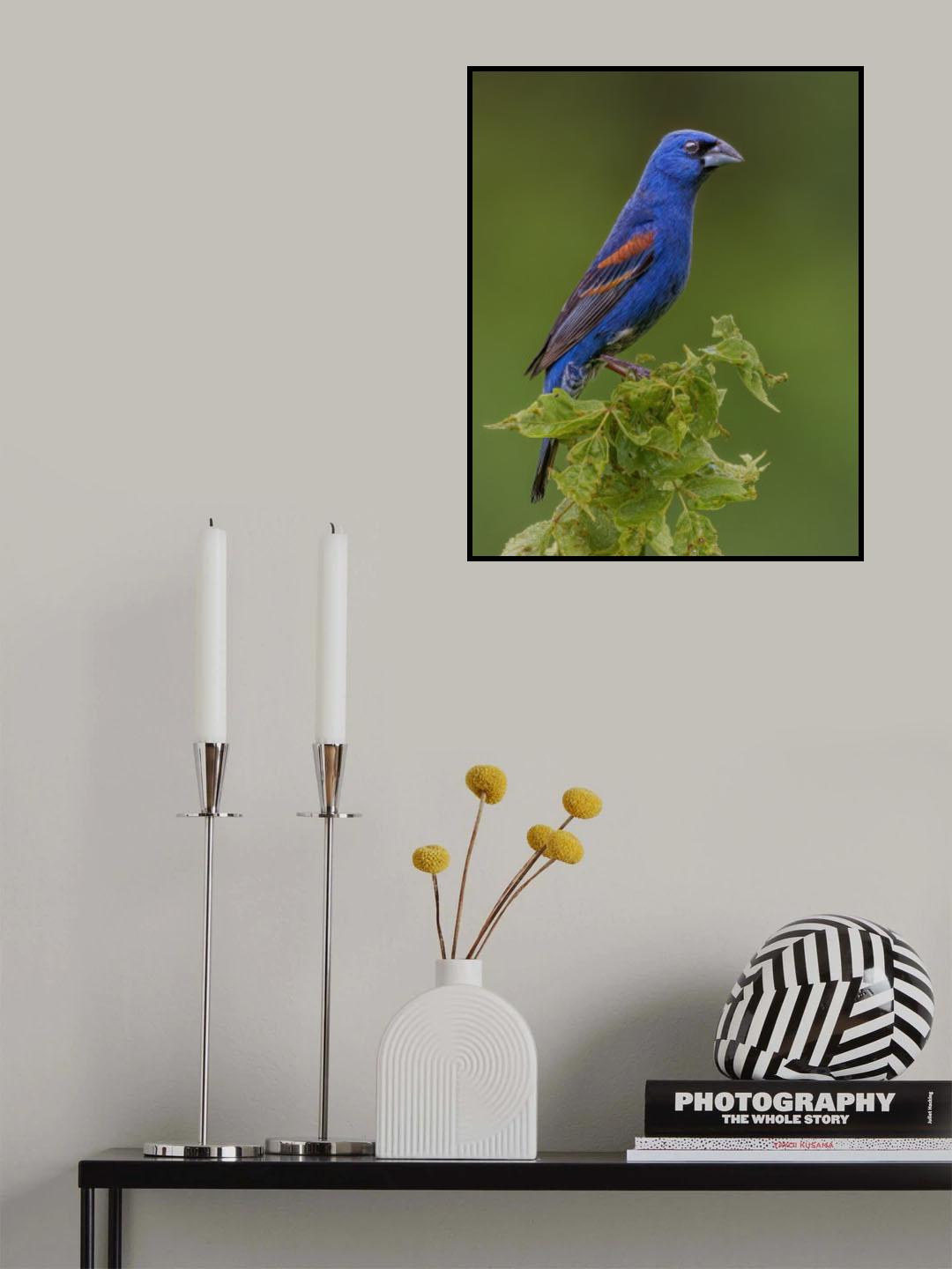 Blue grosbeak Poster och Canvastavla