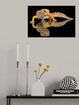 Leopard Gecko Poster och Canvastavla
