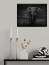 The Lonely Elephant Poster och Canvastavla