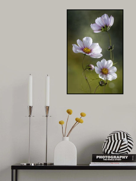 *Cosmos Poster och Canvastavla