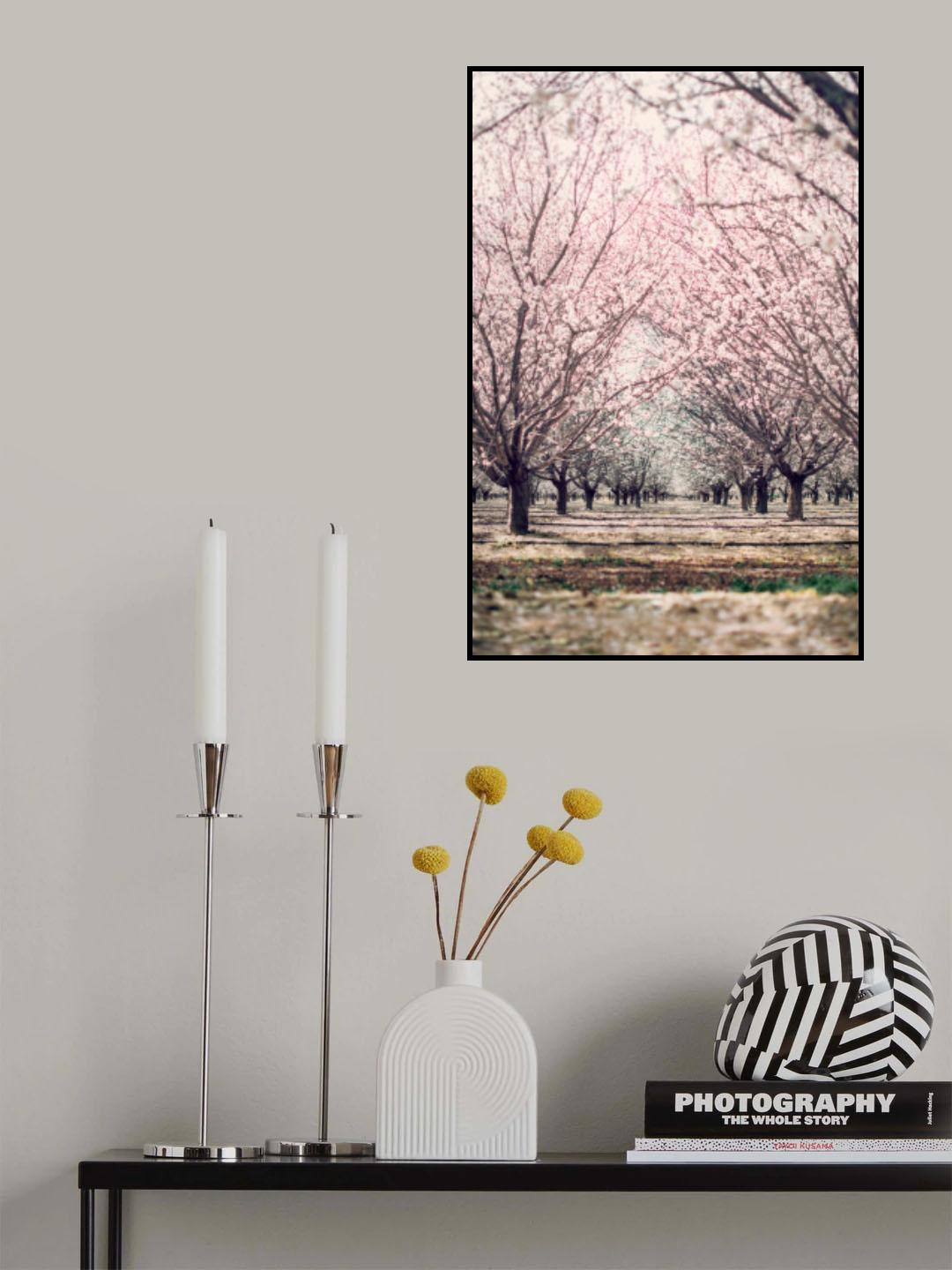 Almond Orchard Poster och Canvastavla