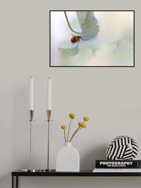Ladybird on blue-green hydrangea Poster och Canvastavla