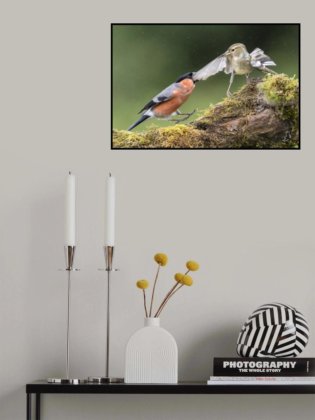 Angry Bullfinch Poster och Canvastavla
