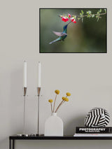 Sparkling Violetear Hummingbird Poster och Canvastavla