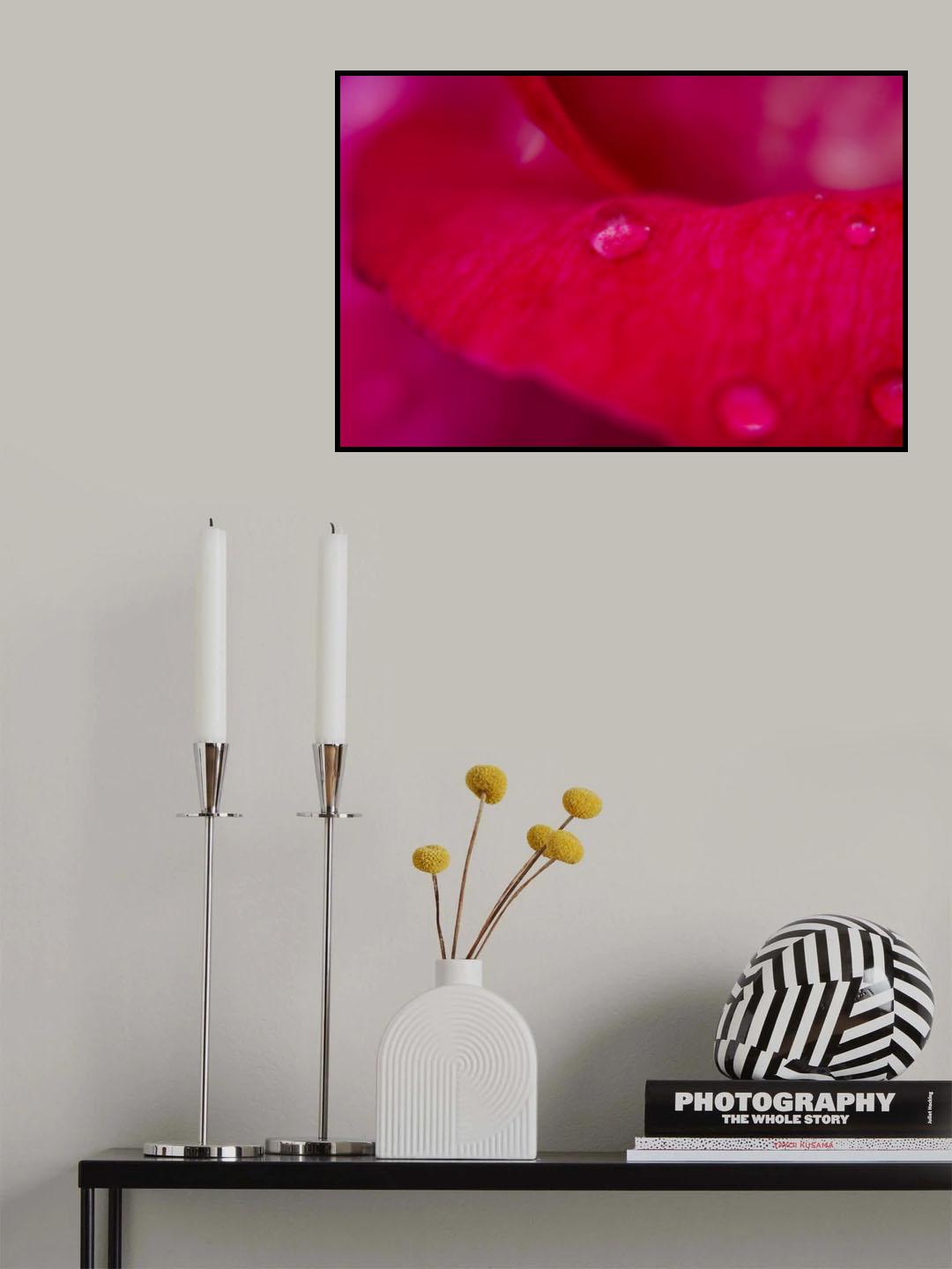 rose petal and water drops Poster och Canvastavla