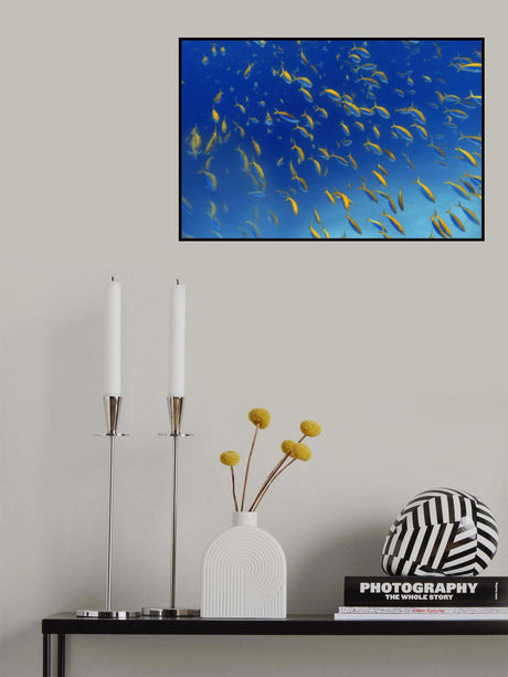 FiSh FrEnZy Poster och Canvastavla