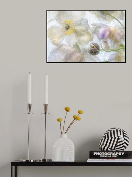 Anemone frost Poster och Canvastavla