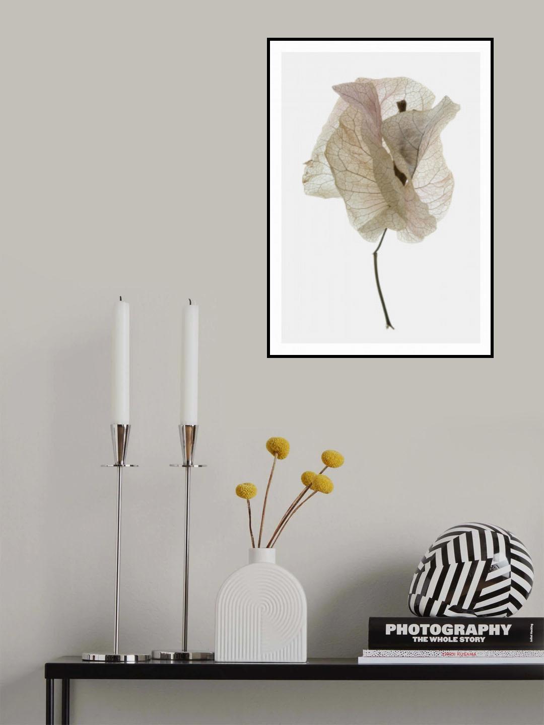 Bougainvillea Study No1 Poster och Canvastavla