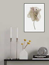 Bougainvillea Study No1 Poster och Canvastavla