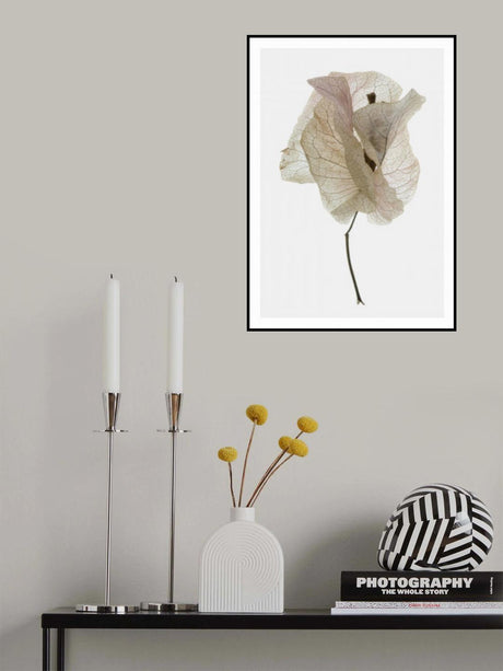Bougainvillea Study No1 Poster och Canvastavla