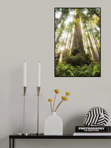 Beautiful Forest Poster och Canvastavla
